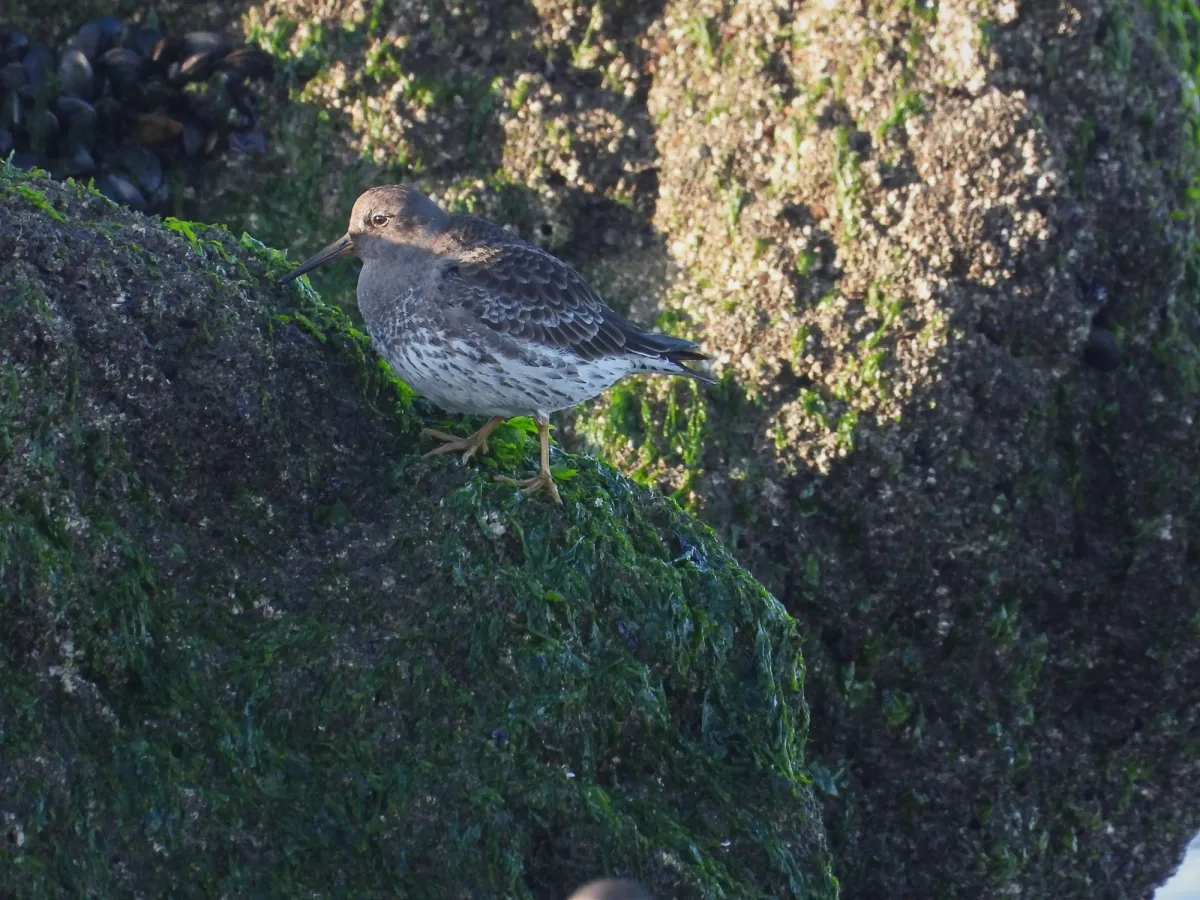 Gespotte Paarse strandloper
