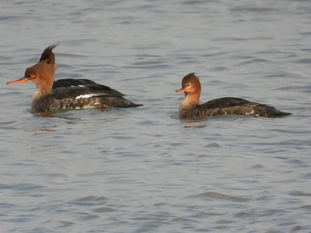 Gespotte Middelste zaagbek