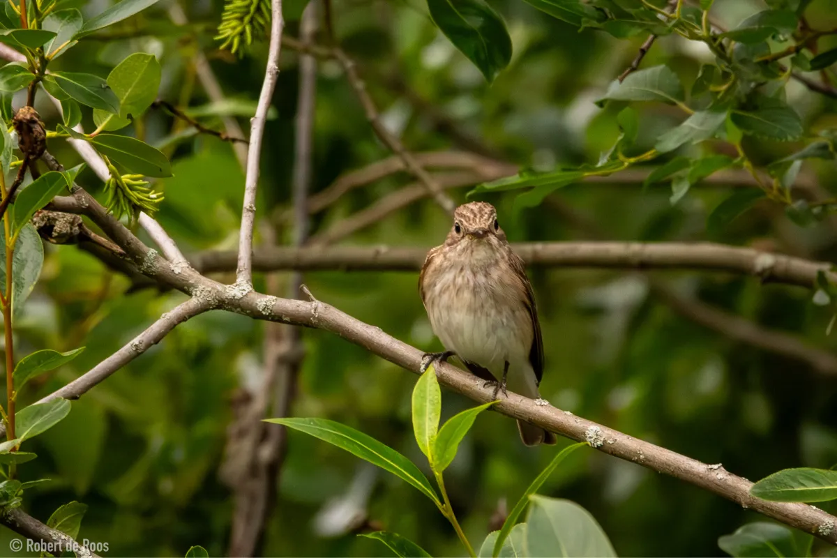 Gespotte Grauwe vliegenvanger