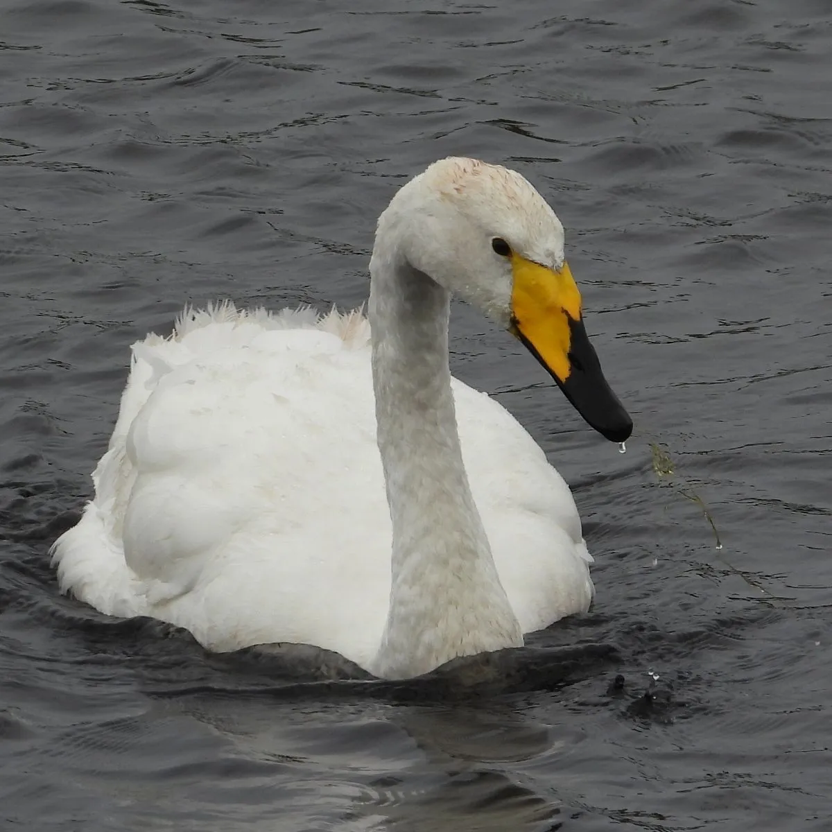 Gespotte Wilde zwaan