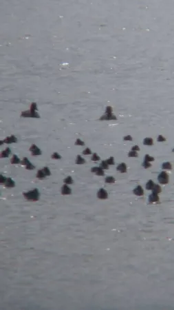 Gespotte Zwarte ruiter