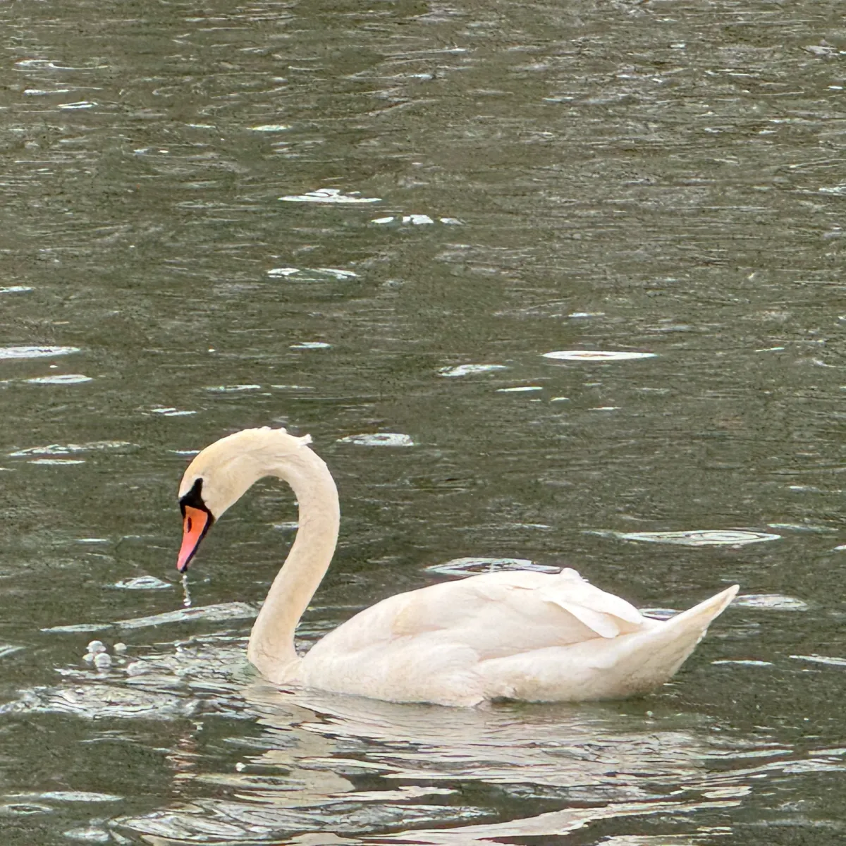 Gespotte Knobbelzwaan