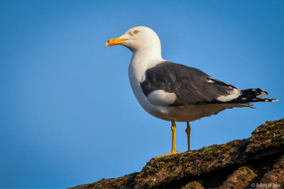 Gespotte Kleine mantelmeeuw