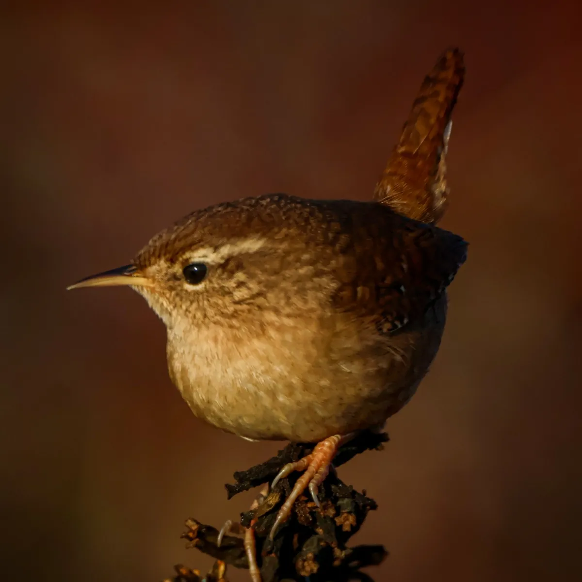 Gespotte Winterkoning