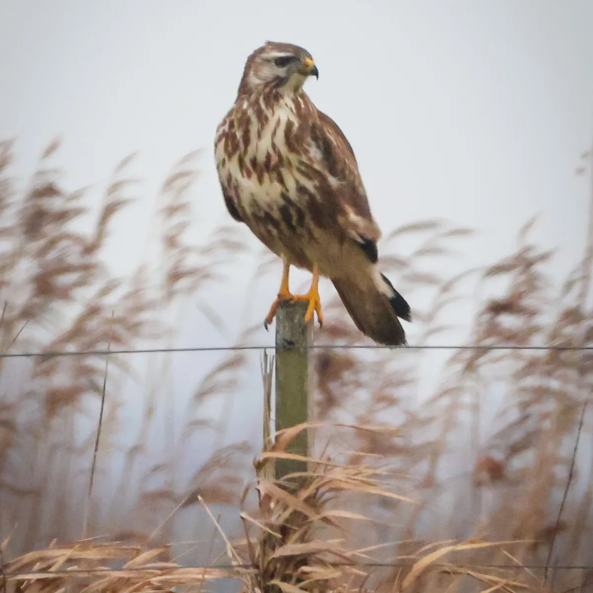 Gespotte Buizerd