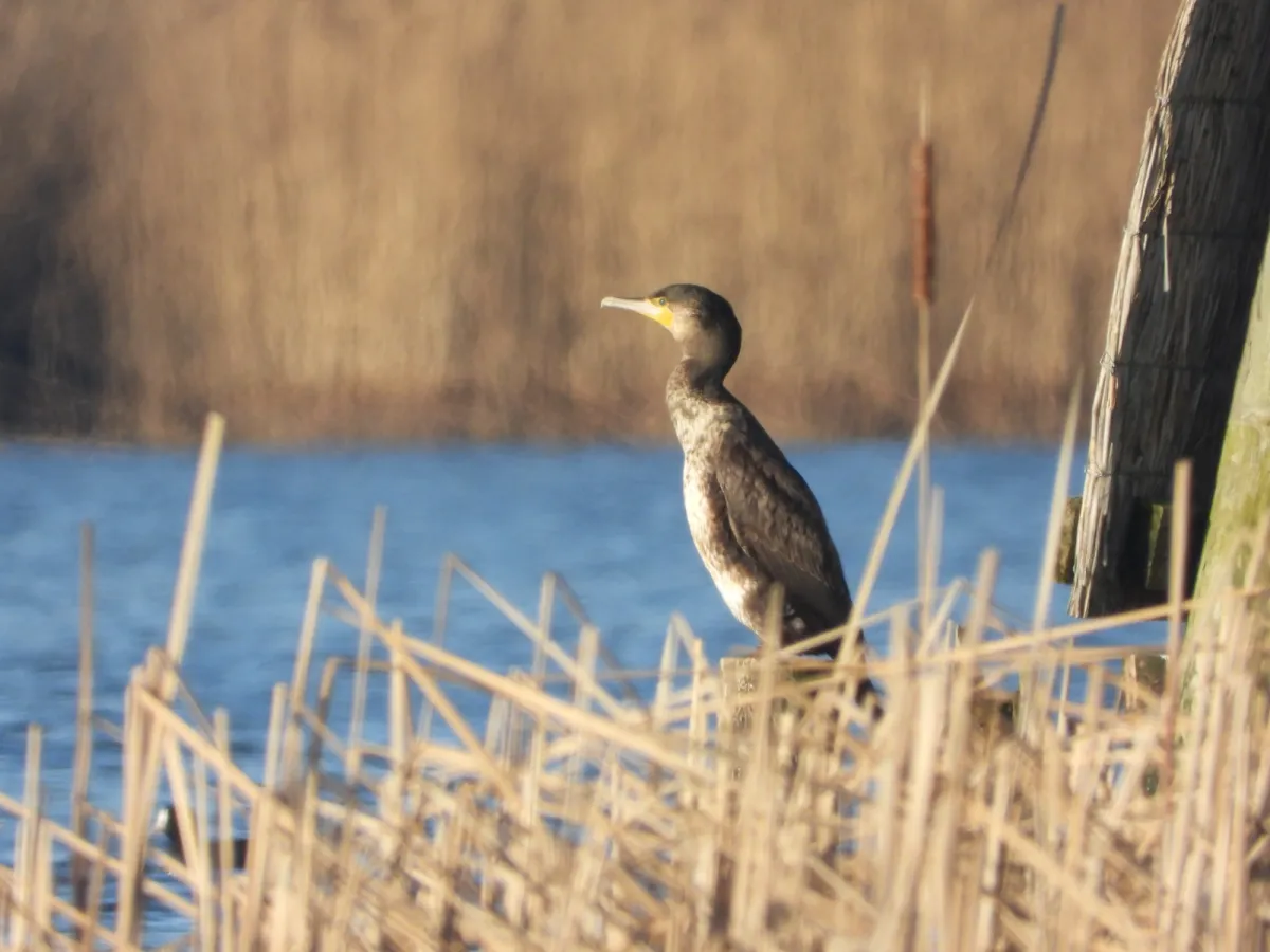 Gespotte Aalscholver