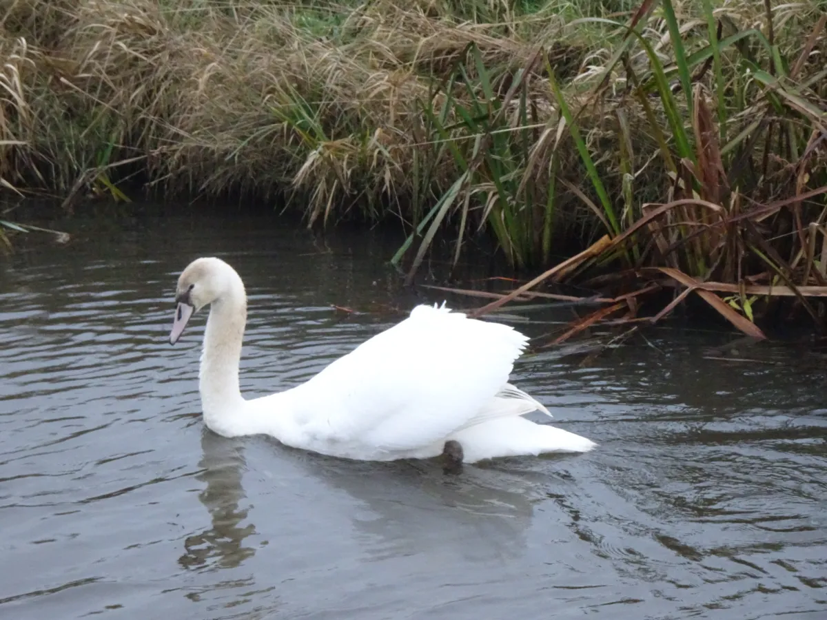 Gespotte Knobbelzwaan