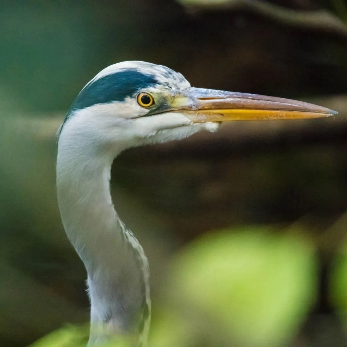 Gespotte Blauwe reiger
