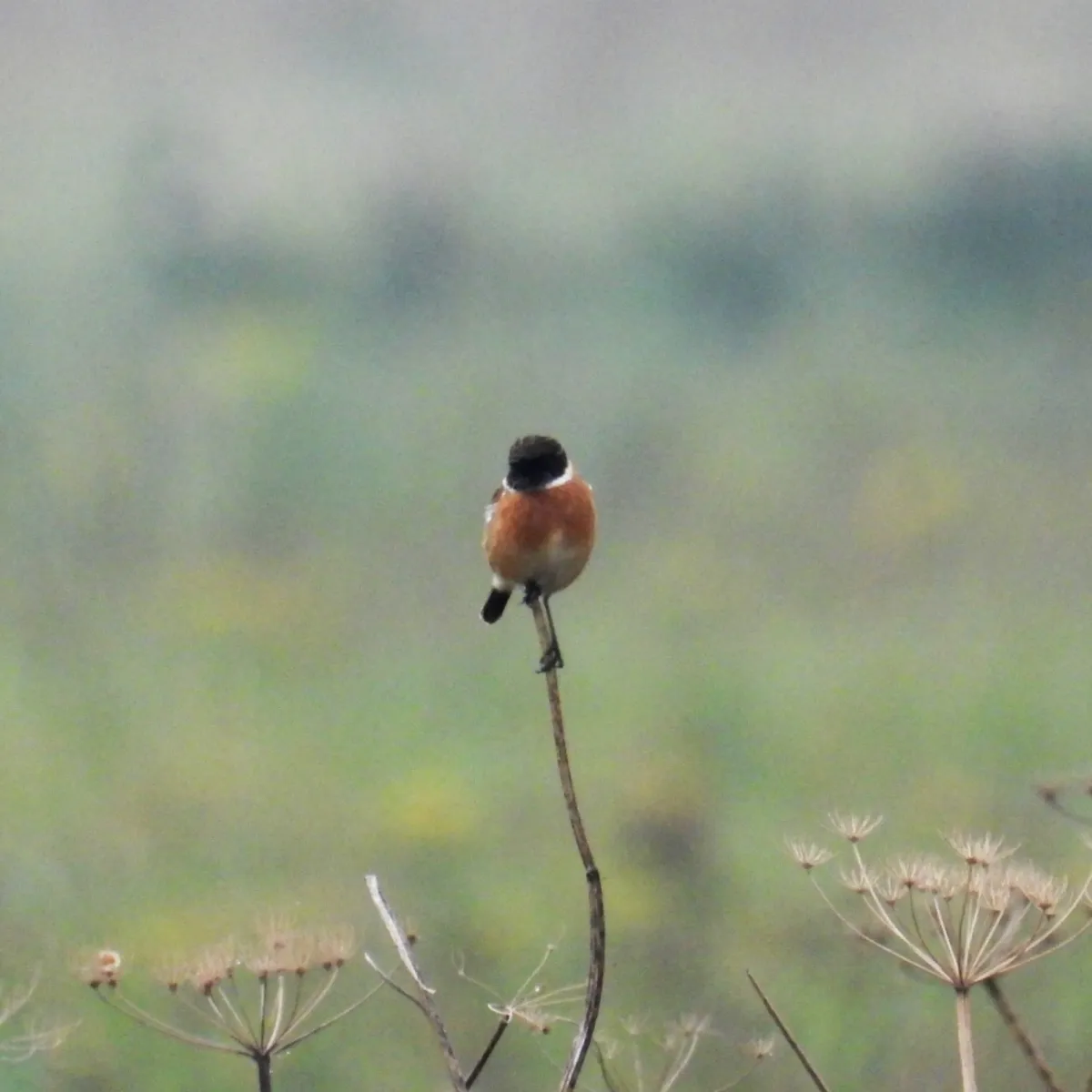 Gespotte Roodborsttapuit