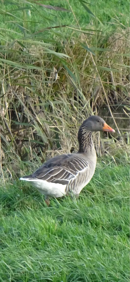 Gespotte Grauwe gans
