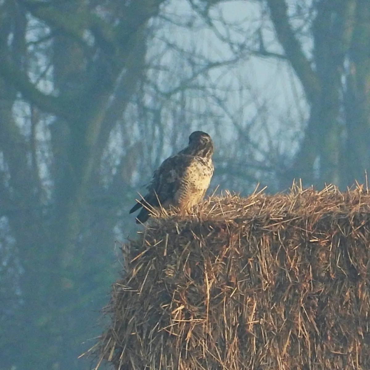 Gespotte Buizerd