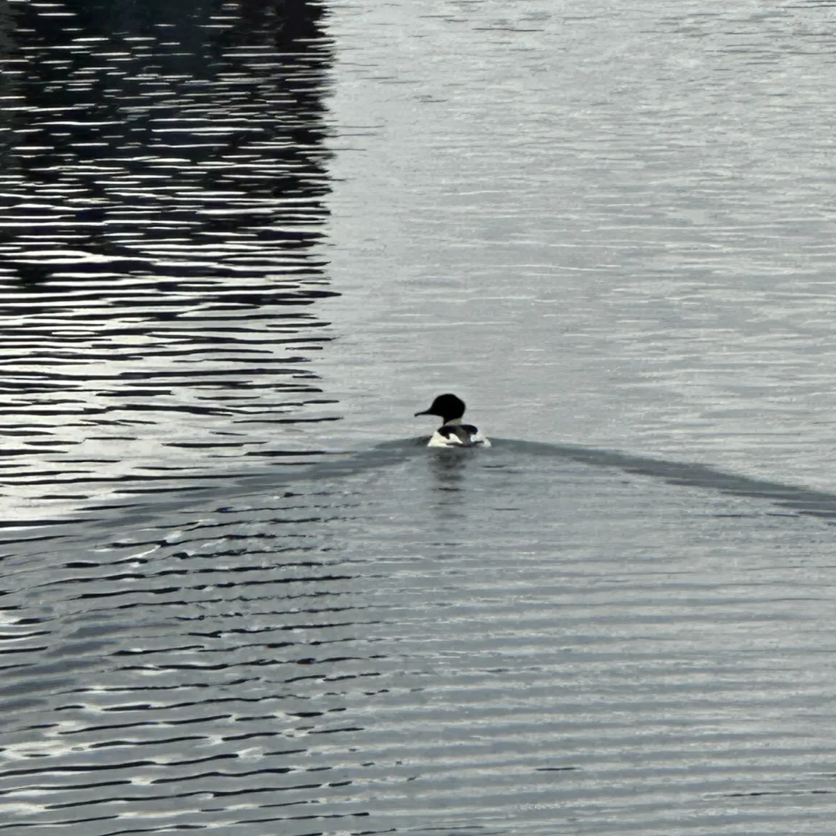 Gespotte Grote zaagbek