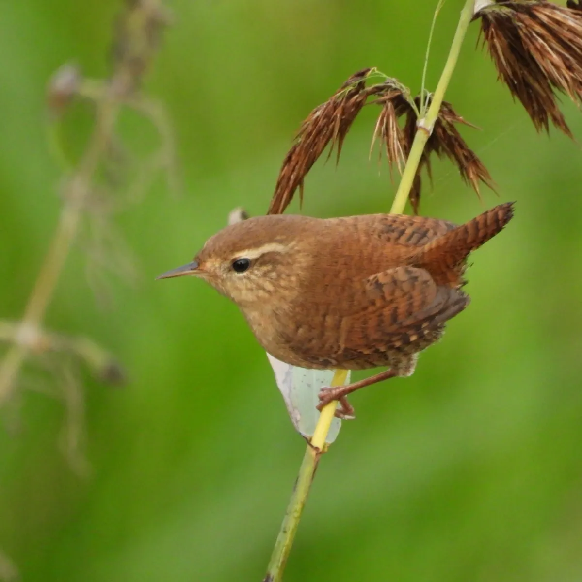 Gespotte Winterkoning
