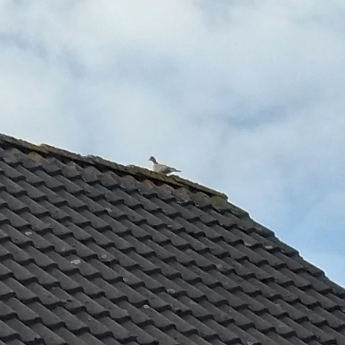 Gespotte Turkse tortel