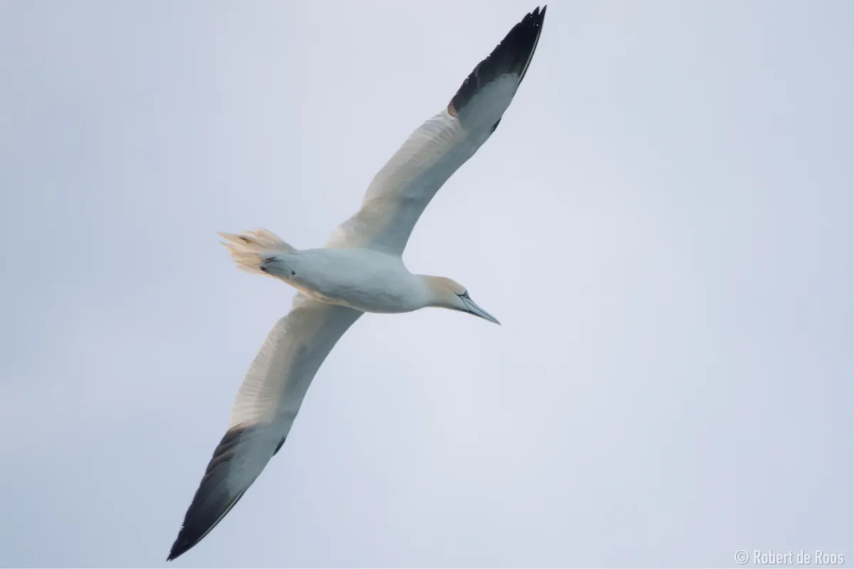 Gespotte Jan-van-gent