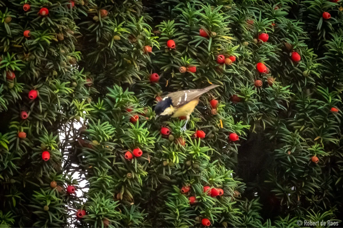 Gespotte Zwarte mees