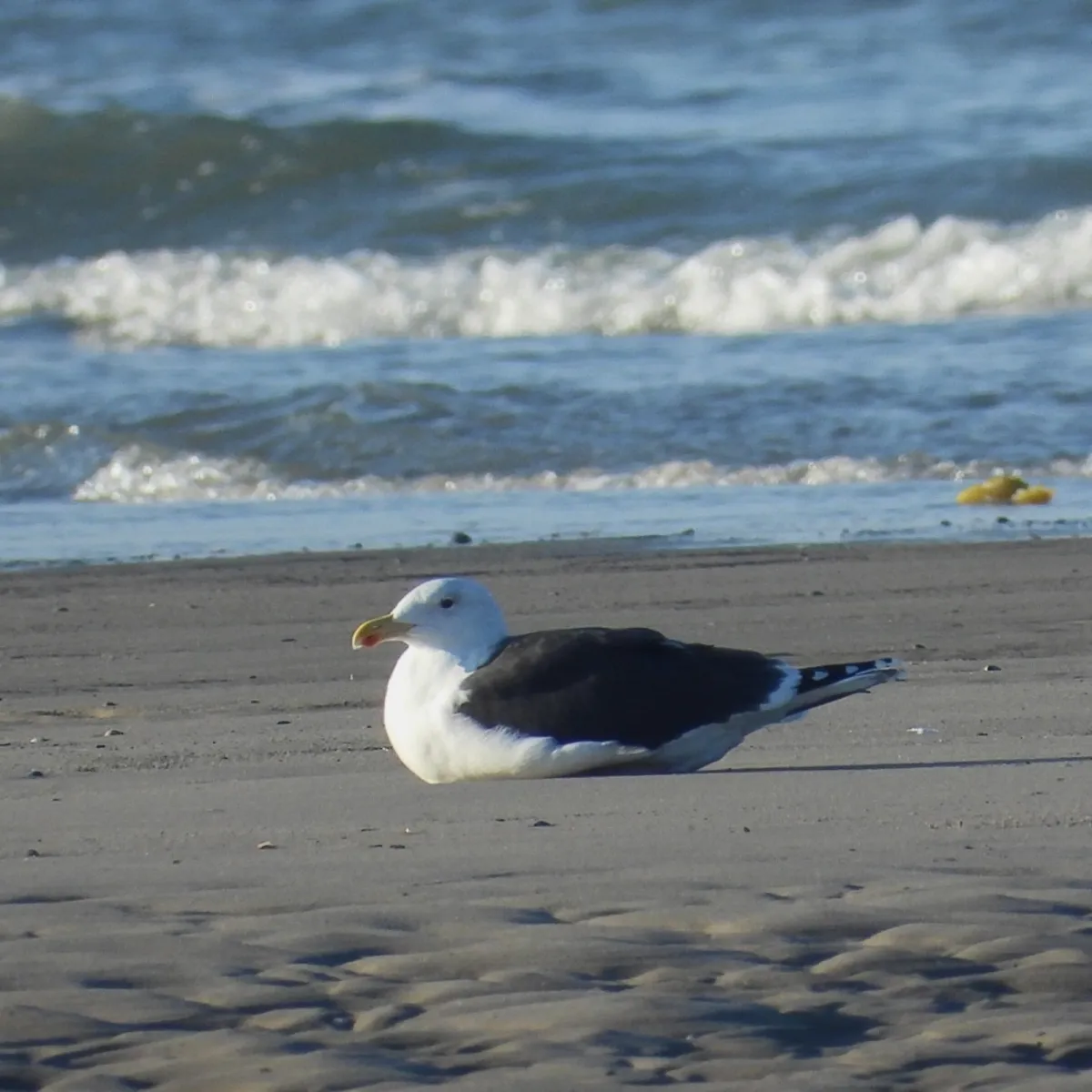Gespotte Grote mantelmeeuw