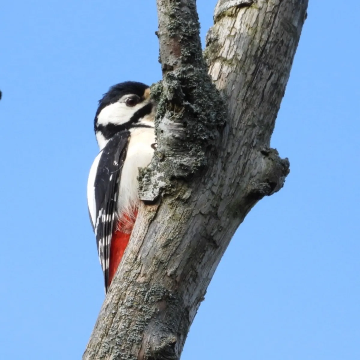 Gespotte Grote bonte specht
