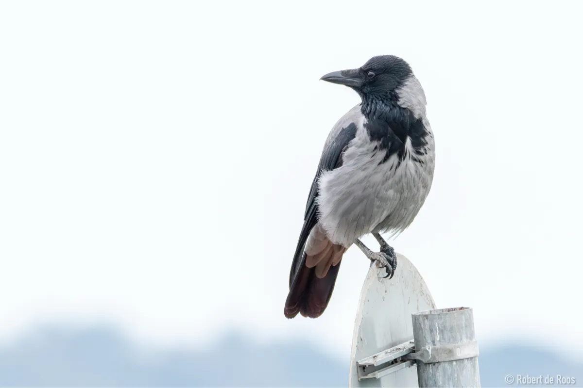 Gespotte Bonte kraai