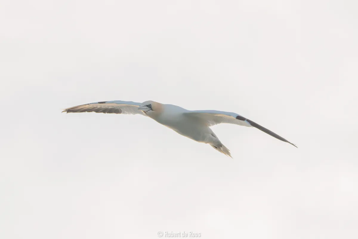 Gespotte Jan-van-gent