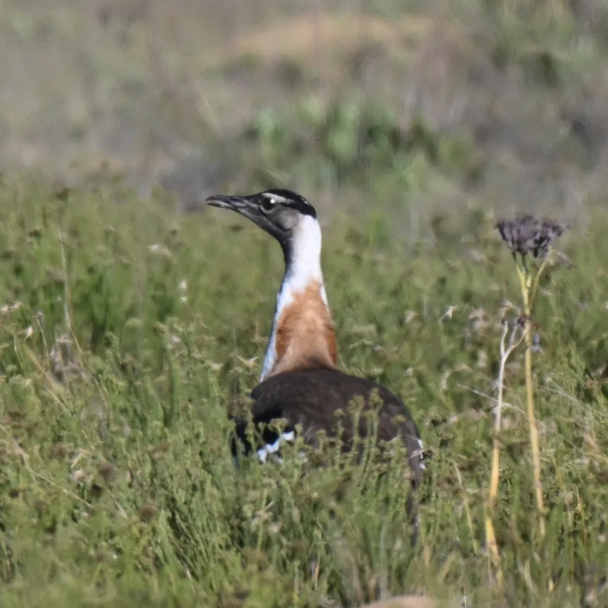 Gespotte Denhams trap