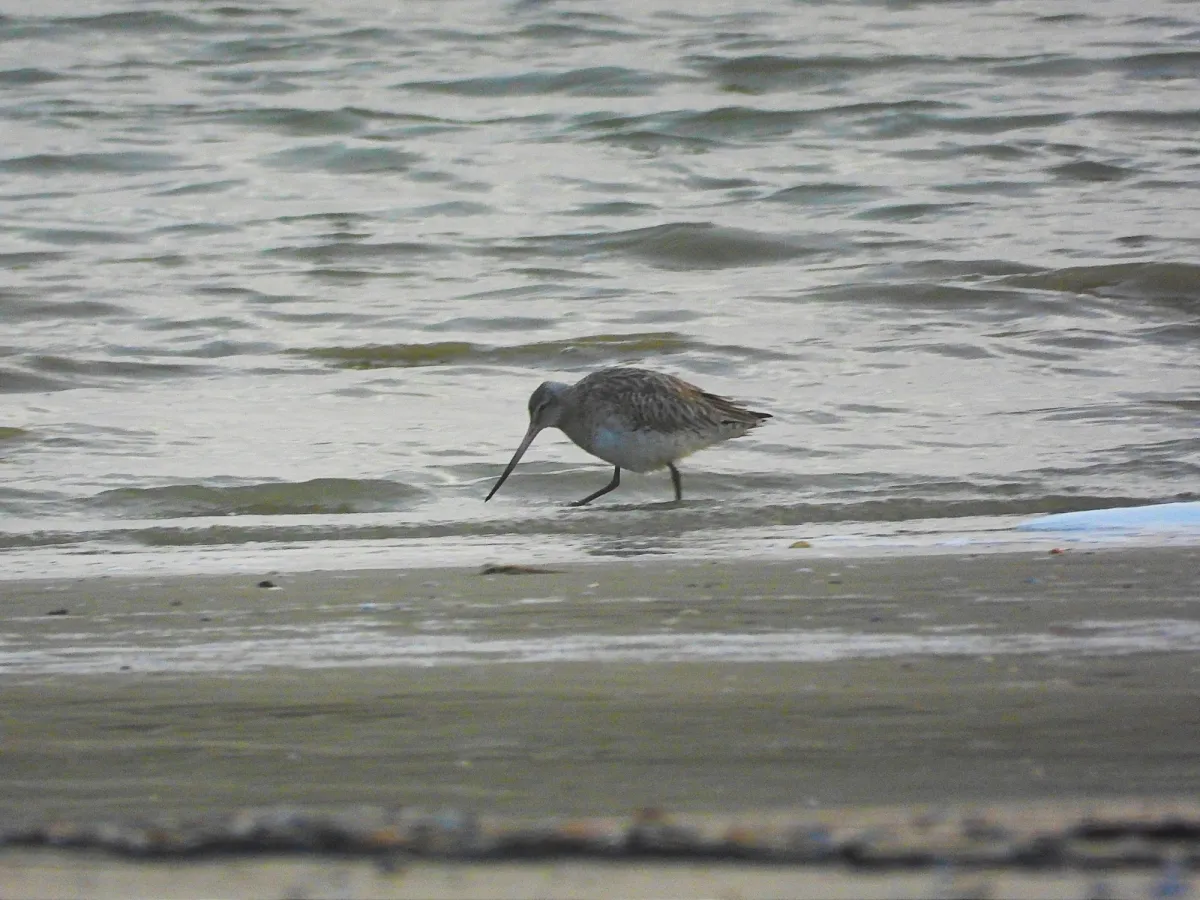 Gespotte Rosse grutto