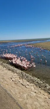 Gespotte Kleine flamingo