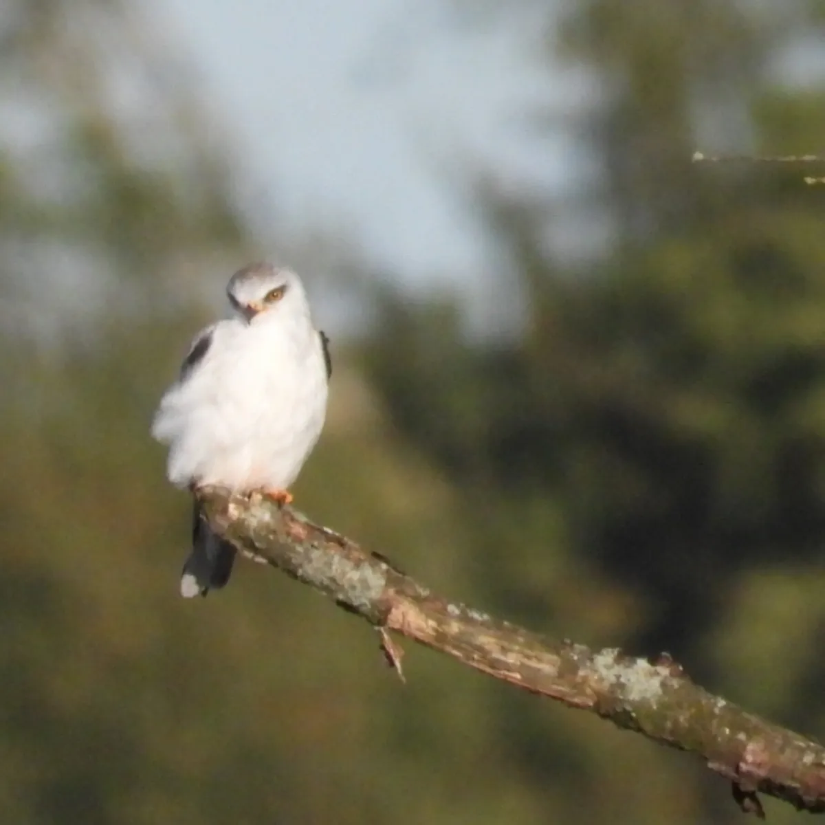 Gespotte Grijze wouw