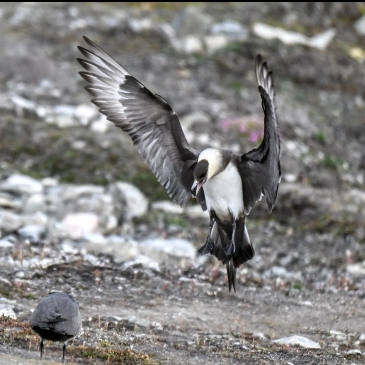 Gespotte Kleine jager