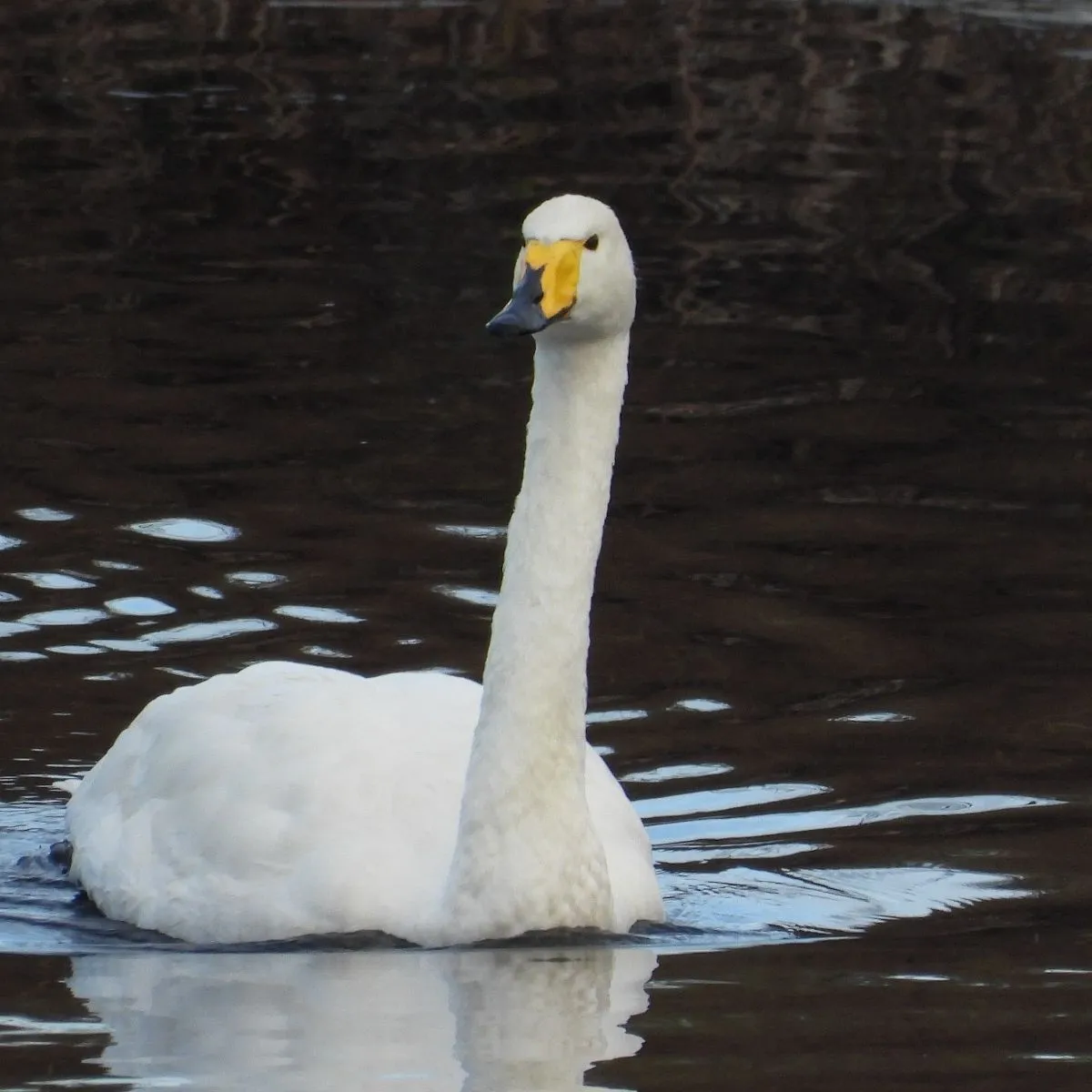Gespotte Wilde zwaan