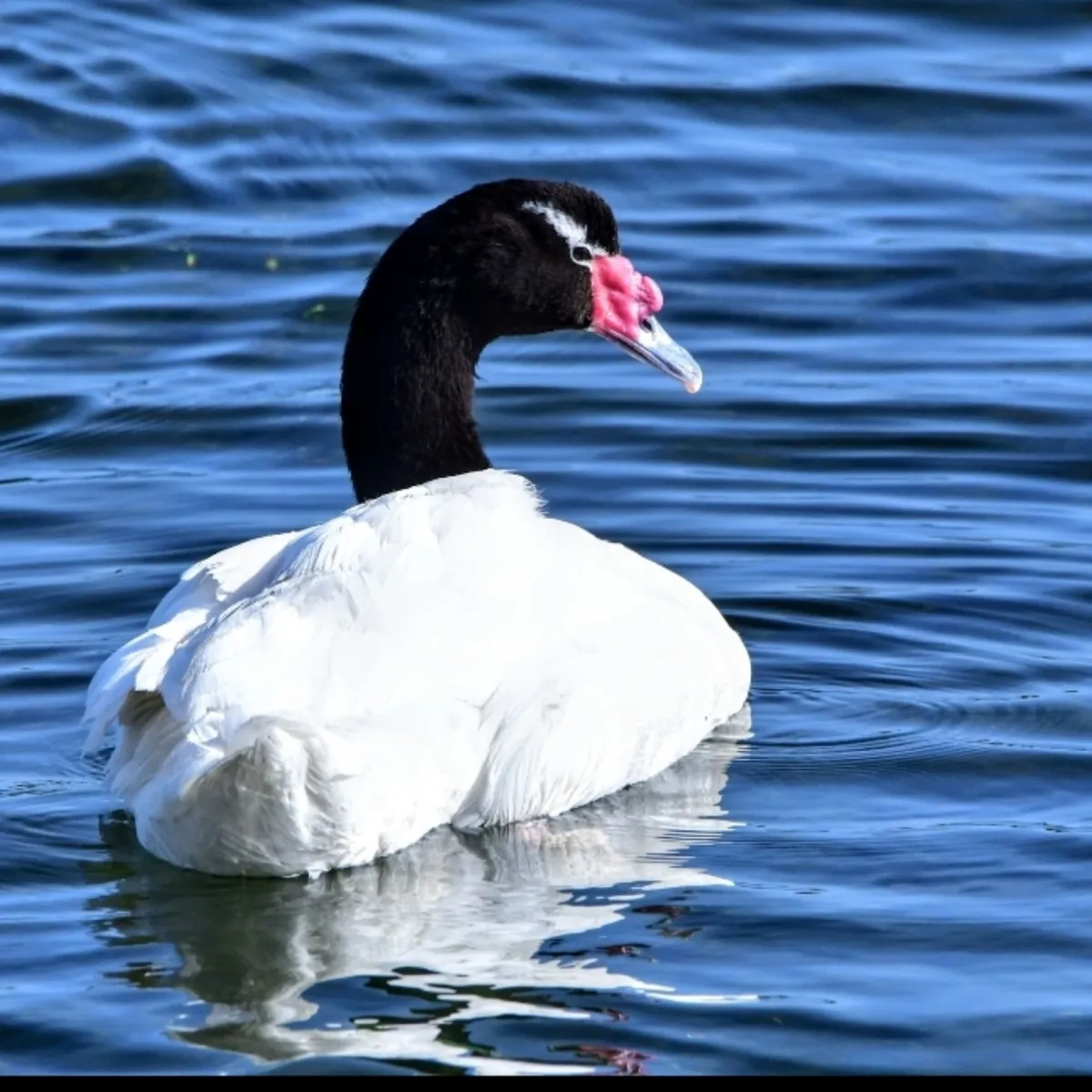 Gespotte Zwarthalszwaan