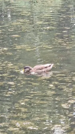 Gespotte Wilde eend