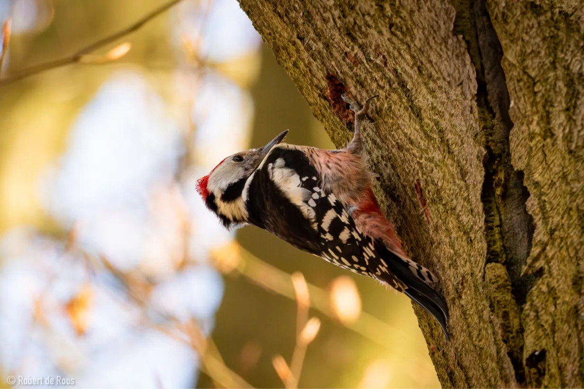 Gespotte Middelste bonte specht