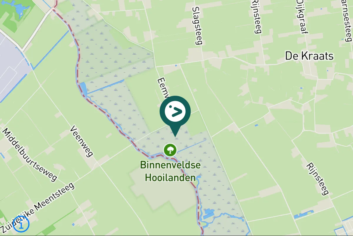 Gespotte Knobbelzwaan