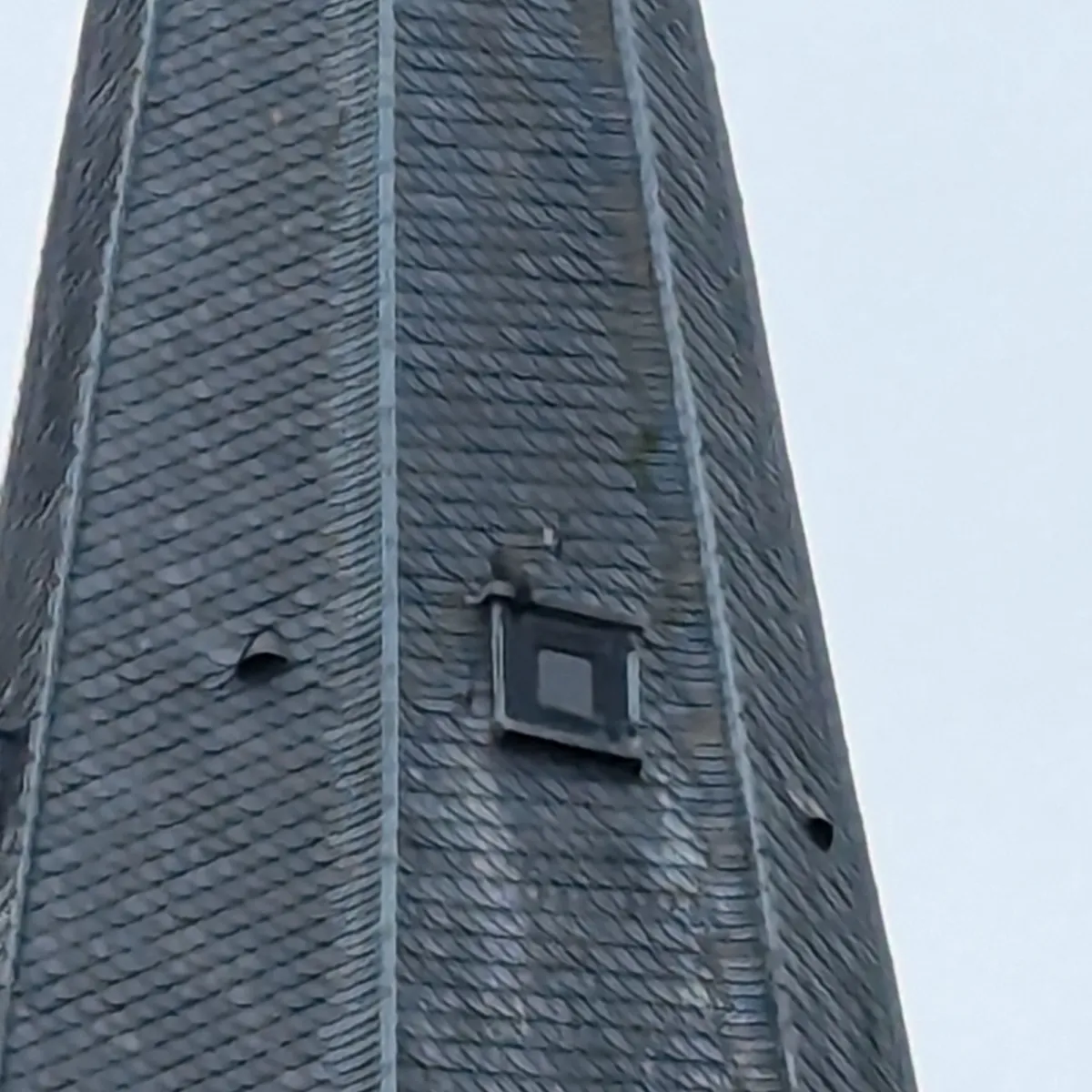 Gespotte Slechtvalk