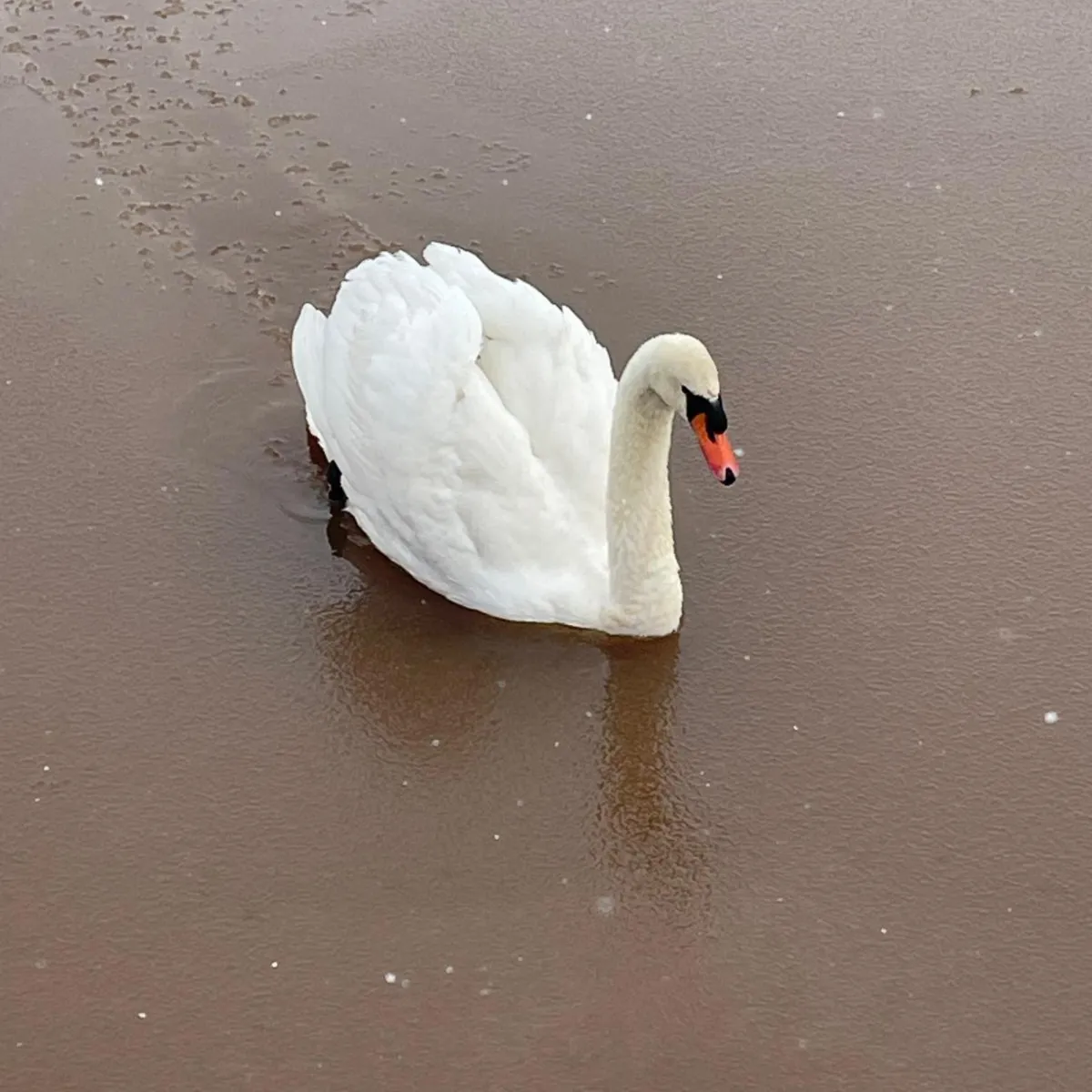 Gespotte Knobbelzwaan