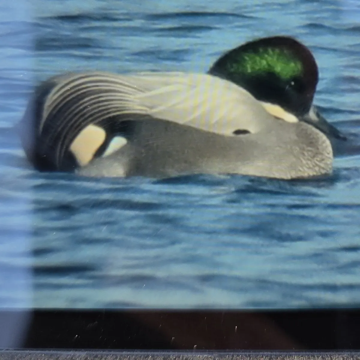 Gespotte Bronskopeend