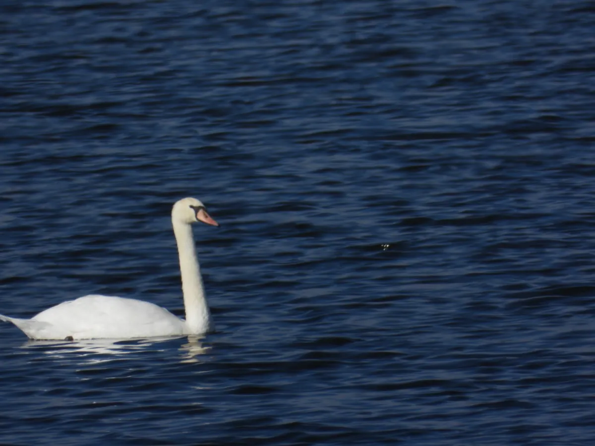 Gespotte Knobbelzwaan
