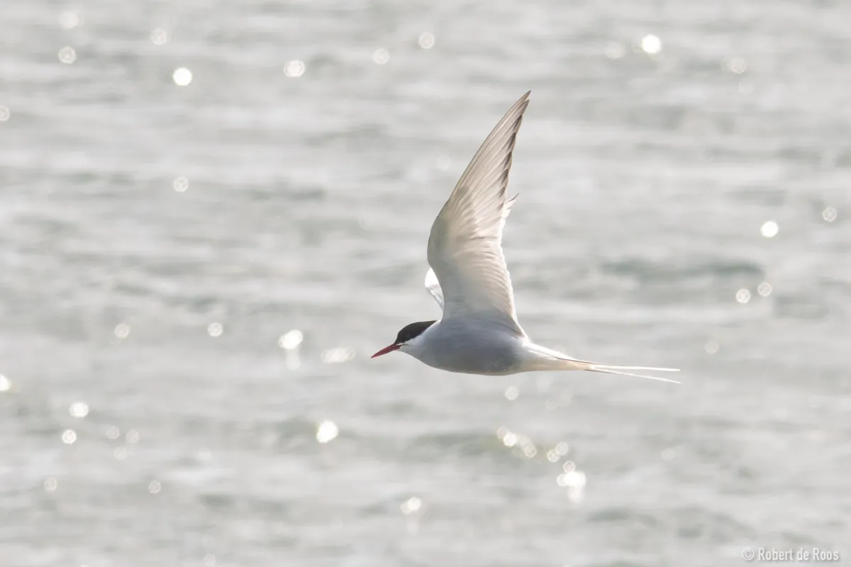 Gespotte Noordse stern
