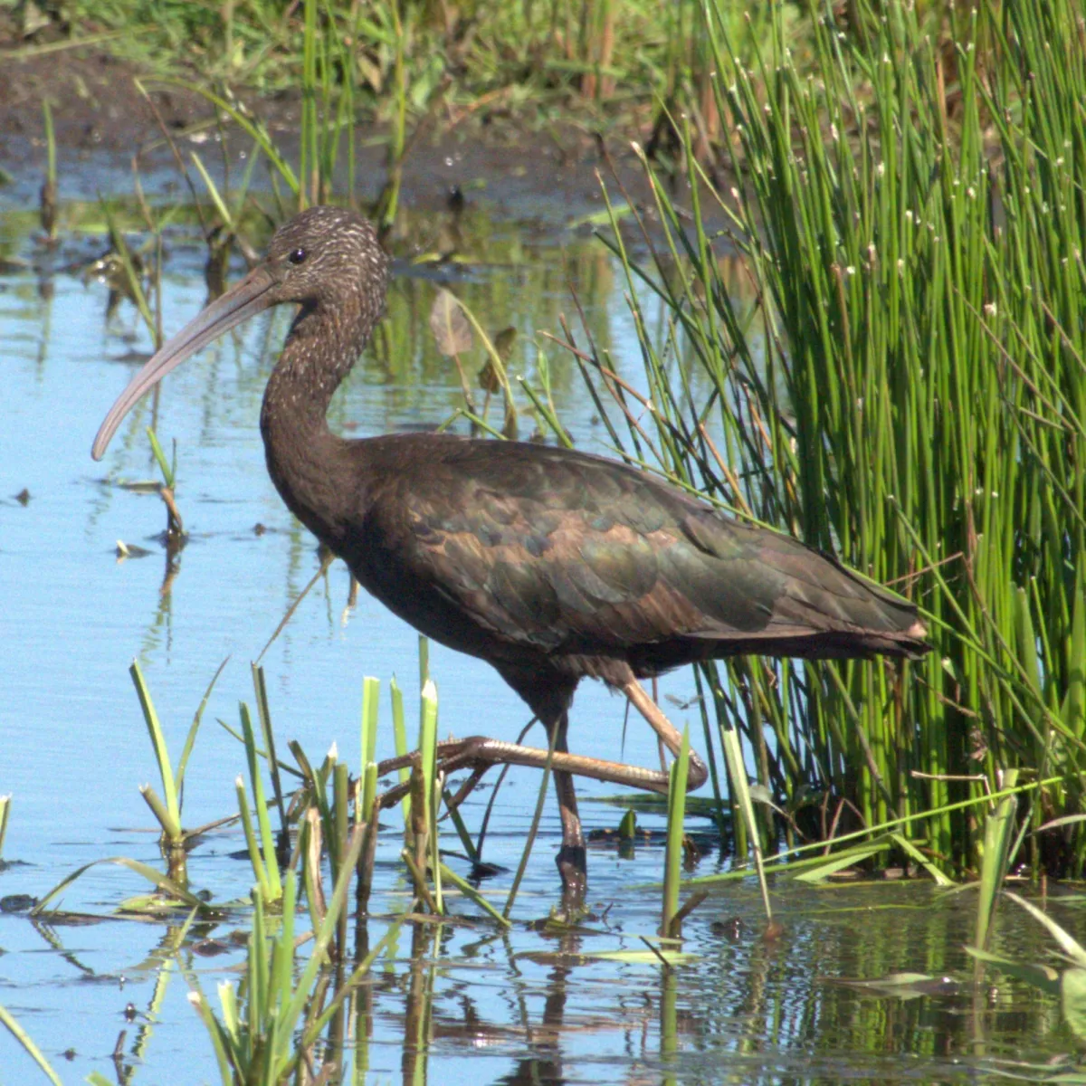 Gespotte Zwarte ibis