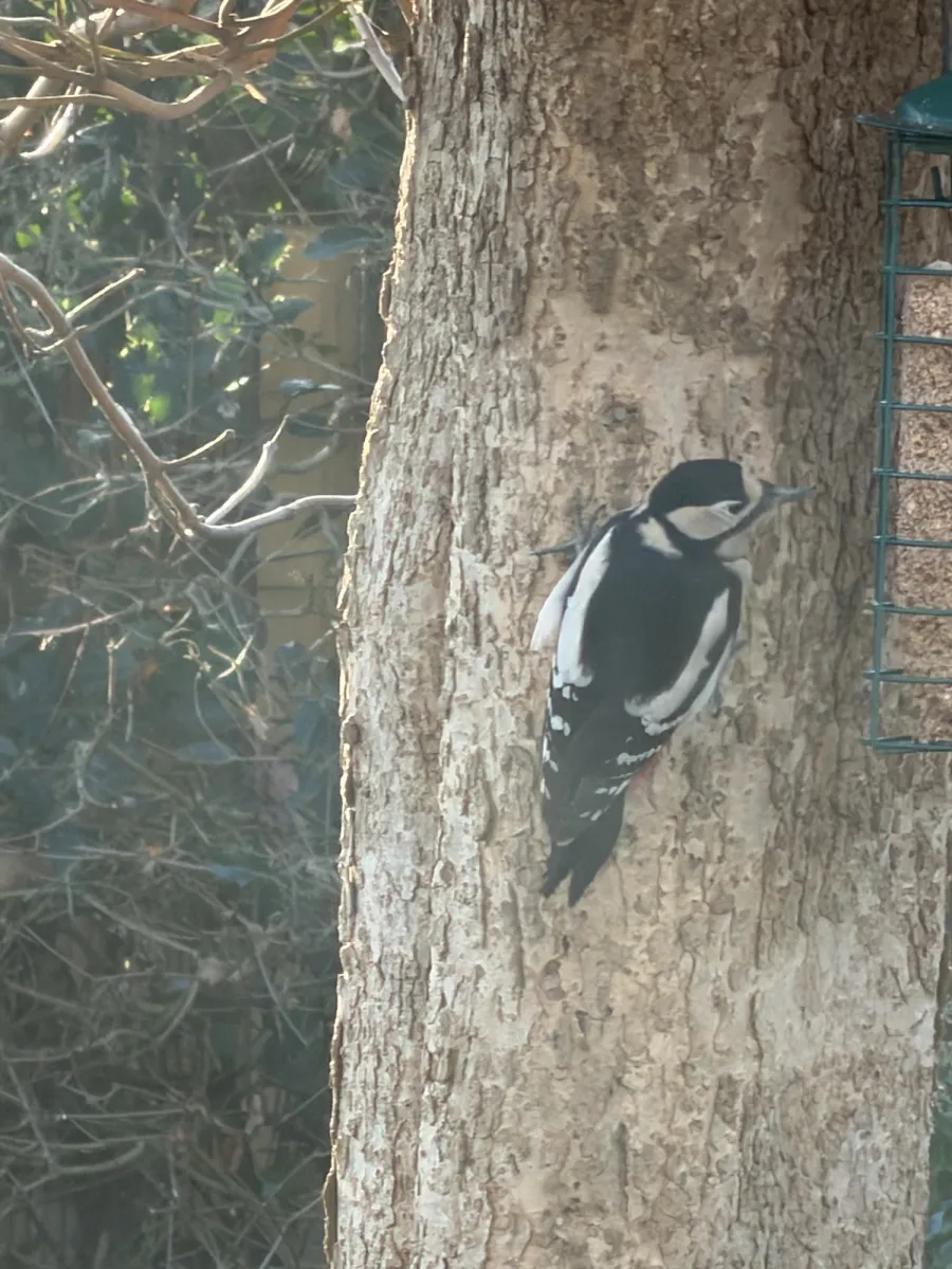 Gespotte Grote bonte specht