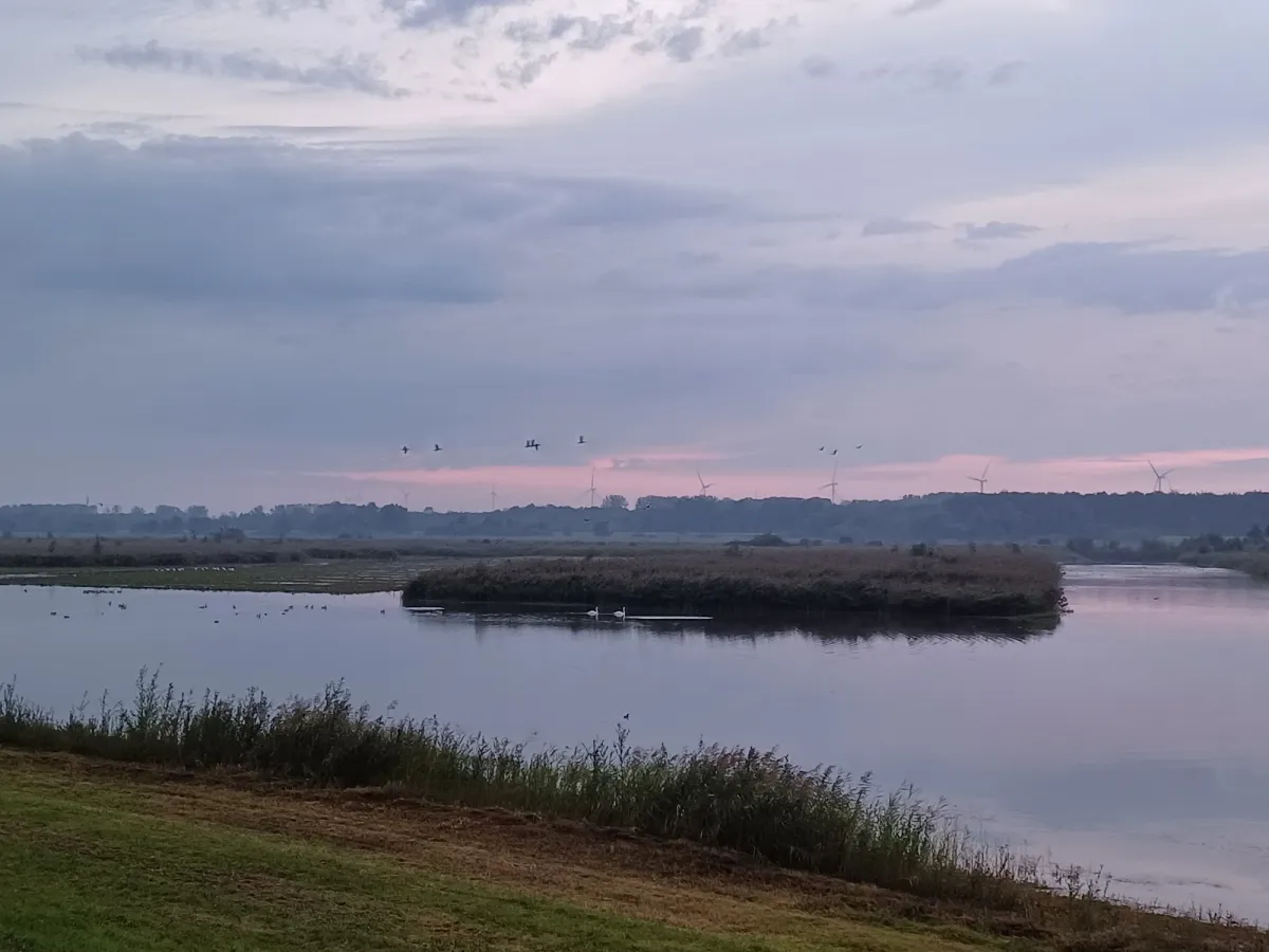Gespotte Grauwe gans