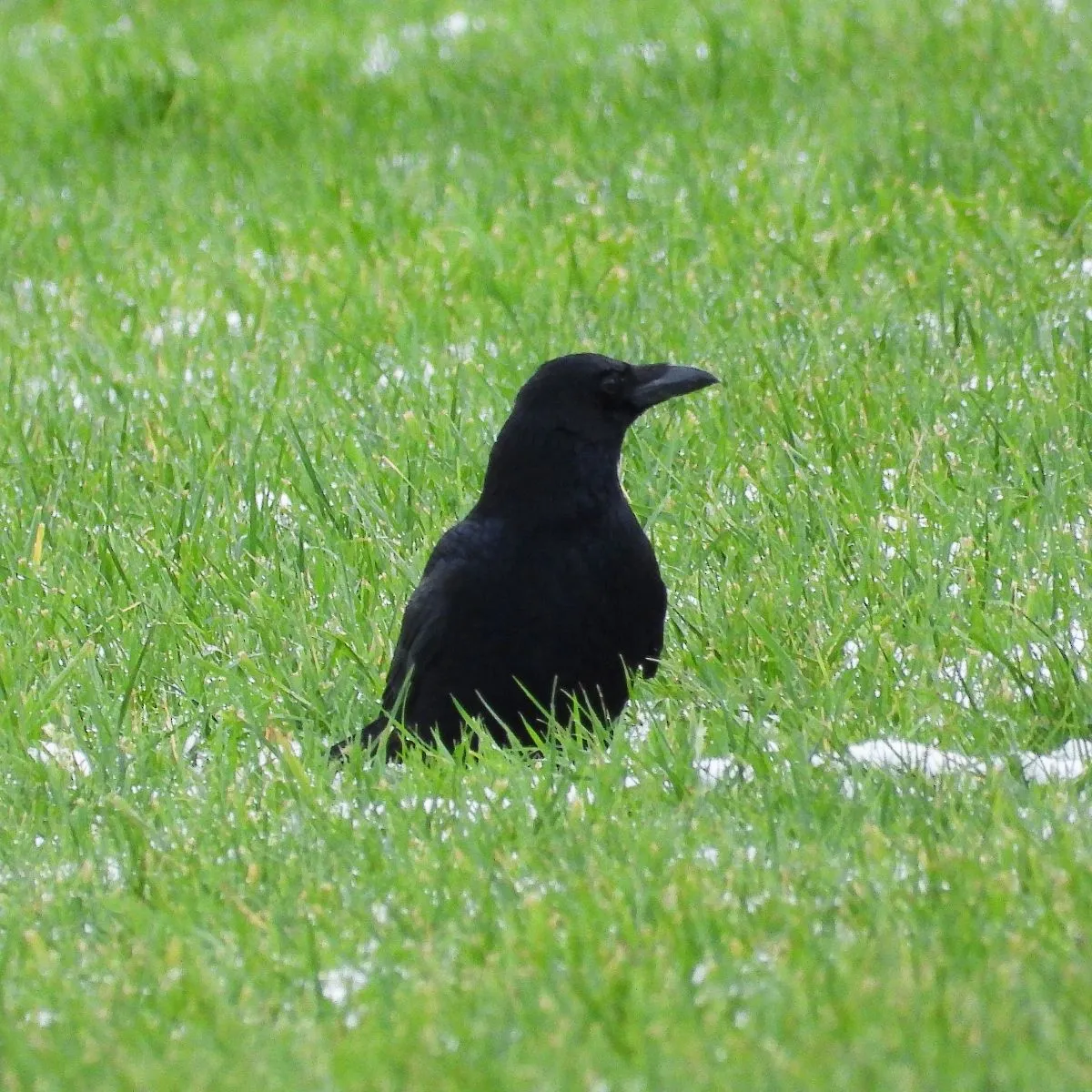 Gespotte Zwarte kraai