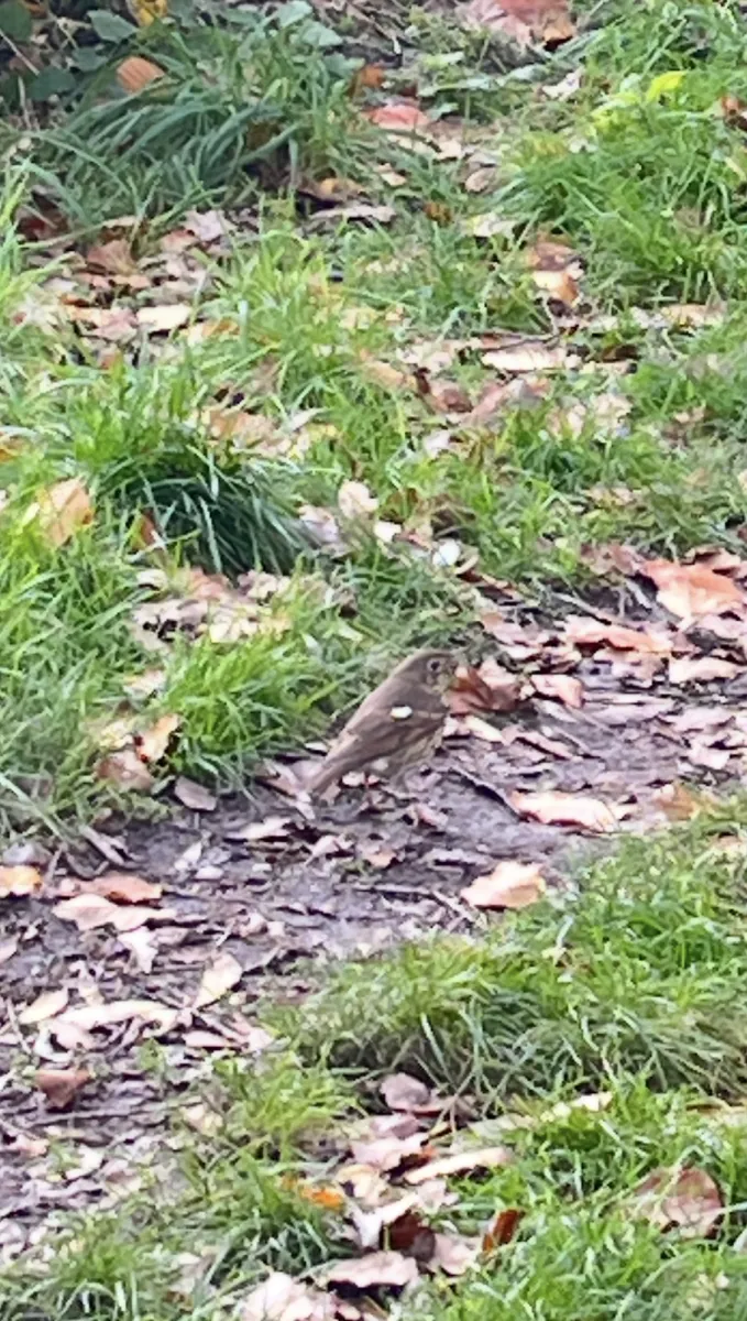 Gespotte Zanglijster