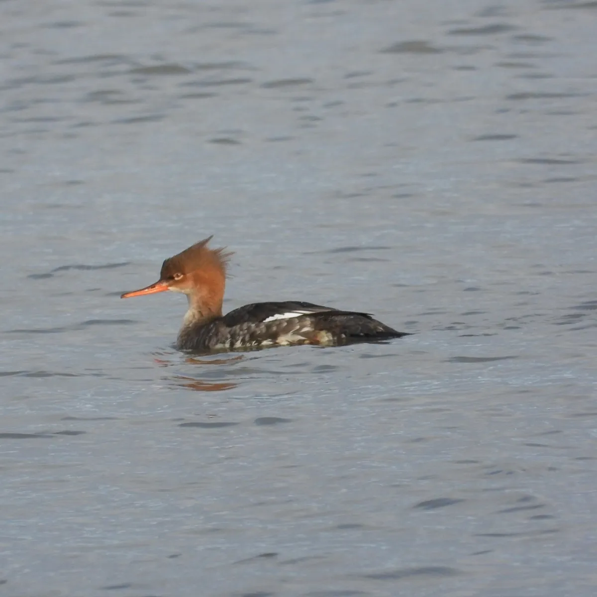 Gespotte Middelste zaagbek