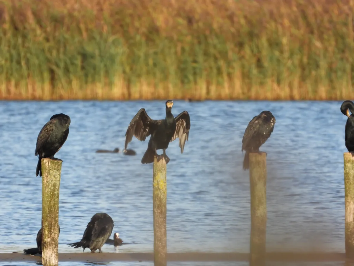 Gespotte Aalscholver