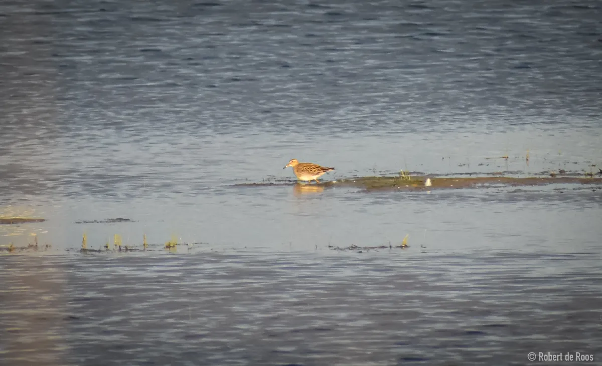 Gespotte Gestreepte strandloper