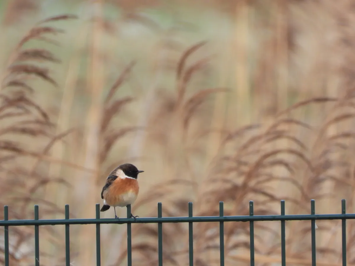 Gespotte Roodborsttapuit