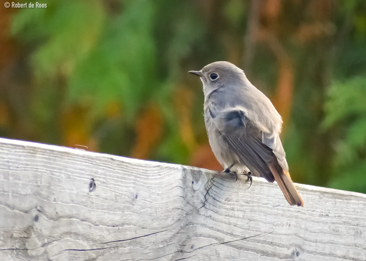 Gespotte Zwarte roodstaart