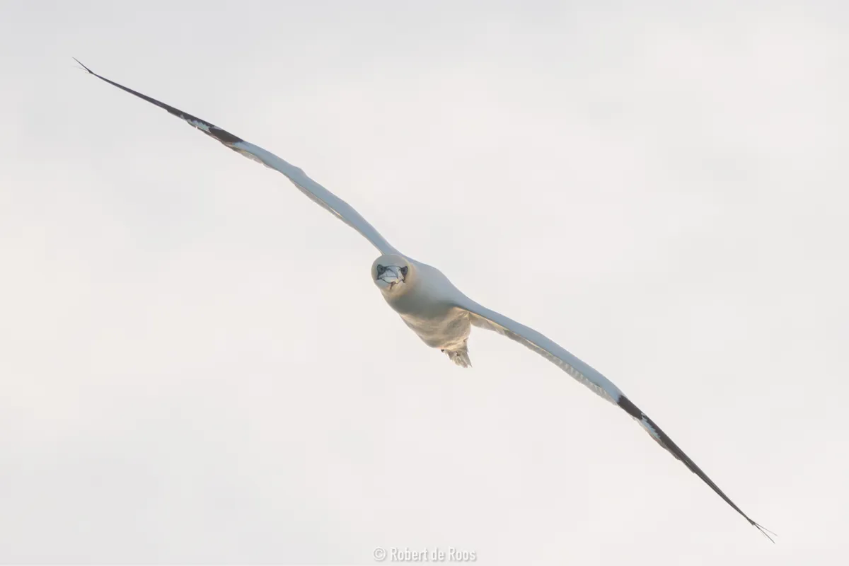 Gespotte Jan-van-gent